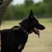 Military Working Dogs with Veteran and Active Handlers