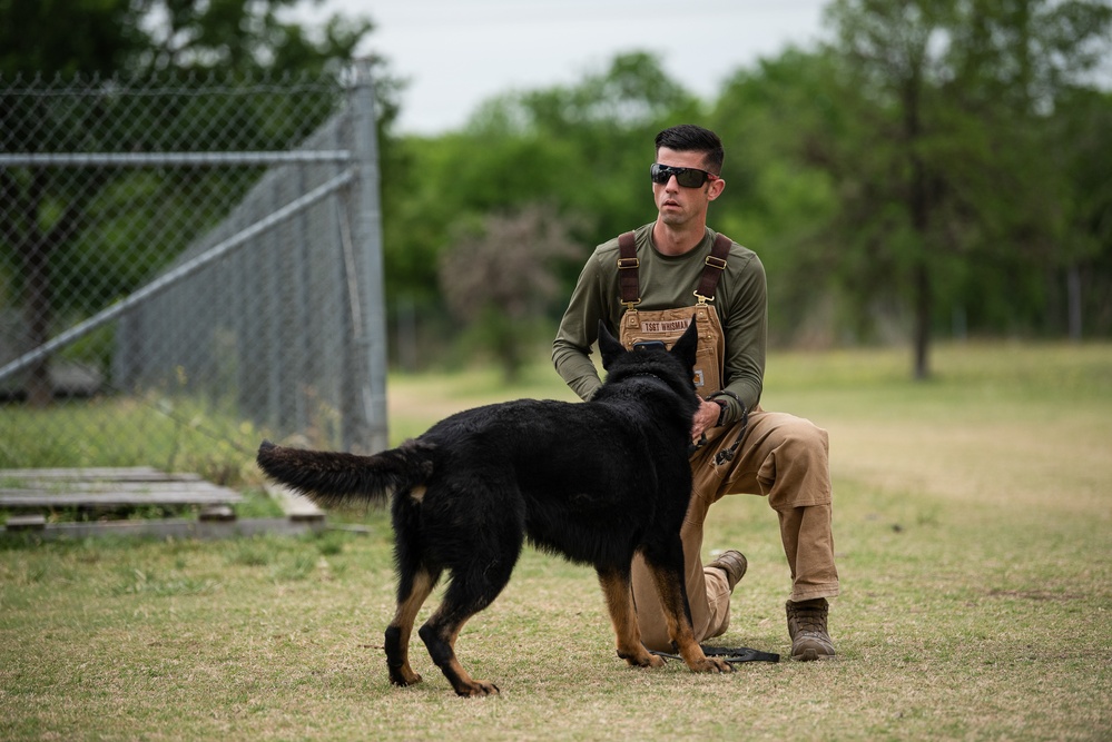 Military Working Dogs with Veteran and Active Handlers