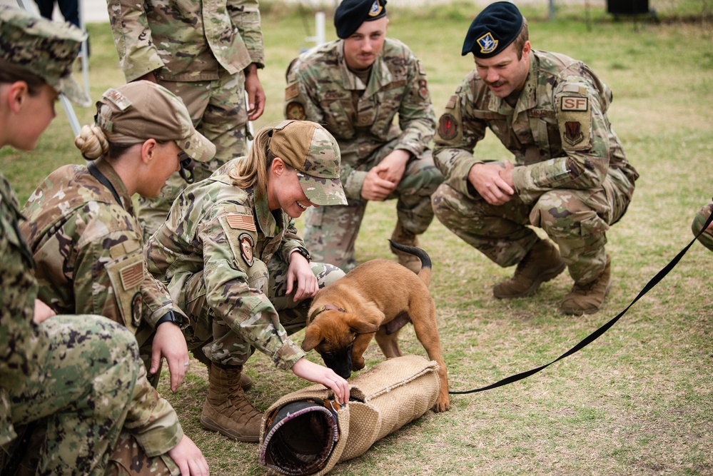 Military Working Dogs with Veteran and Active Handlers