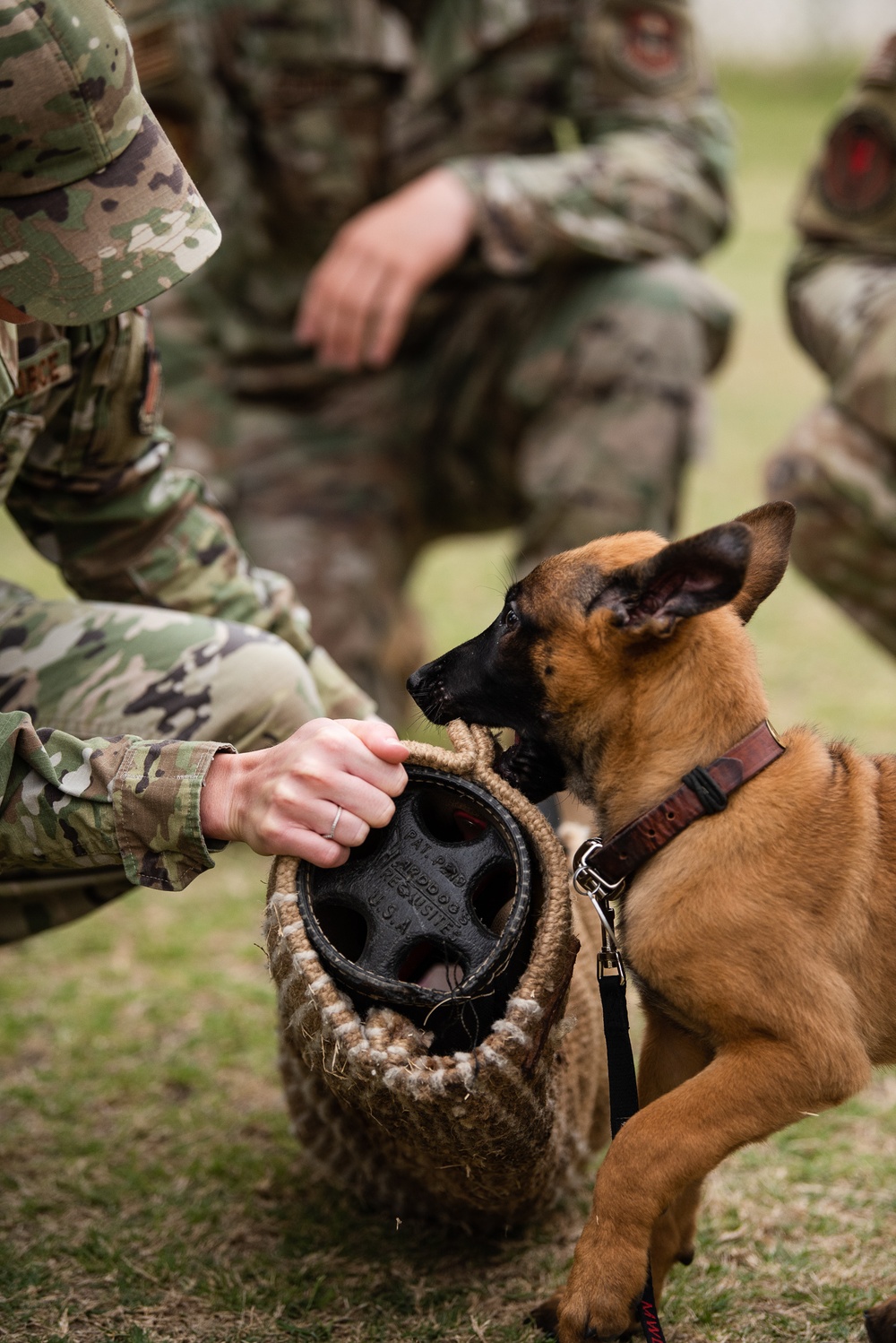 Military Working Dogs with Veteran and Active Handlers