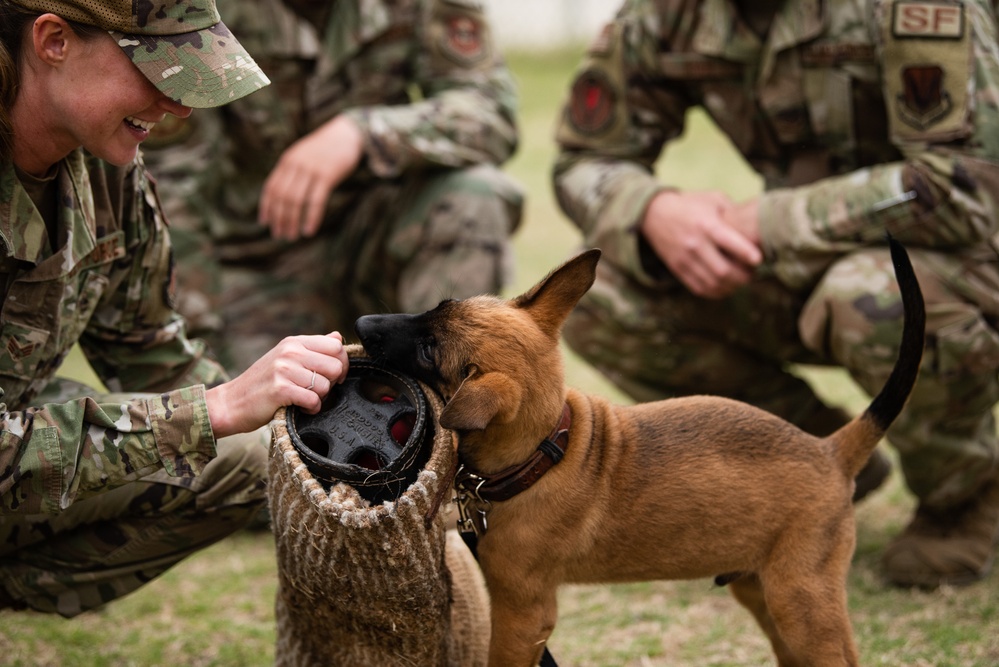 Military Working Dogs with Veteran and Active Handlers