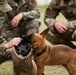 Military Working Dogs with Veteran and Active Handlers