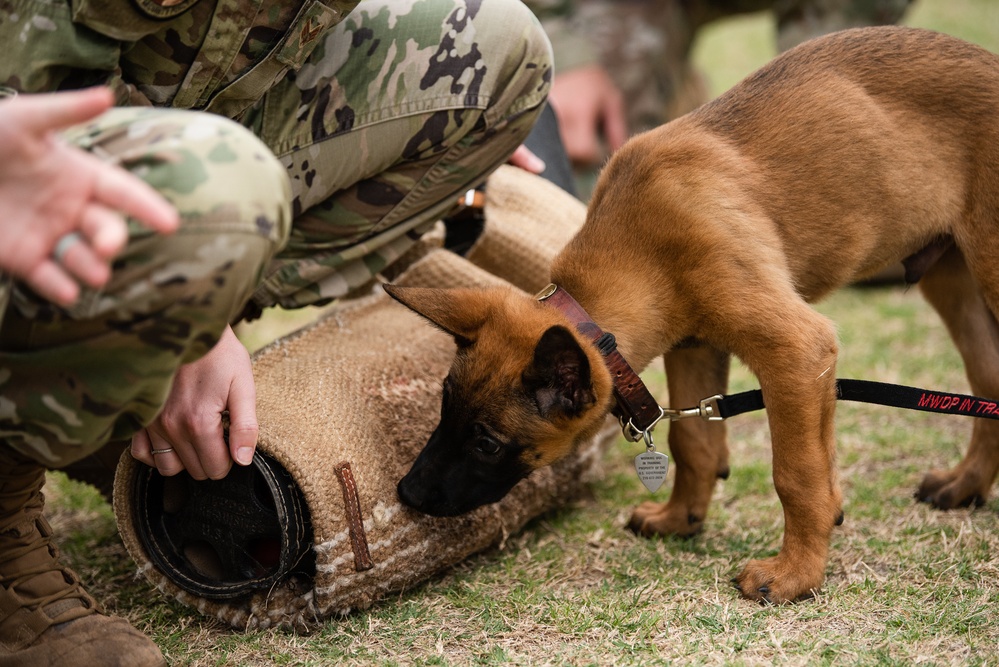 Military Working Dogs with Veteran and Active Handlers