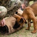 Military Working Dogs with Veteran and Active Handlers