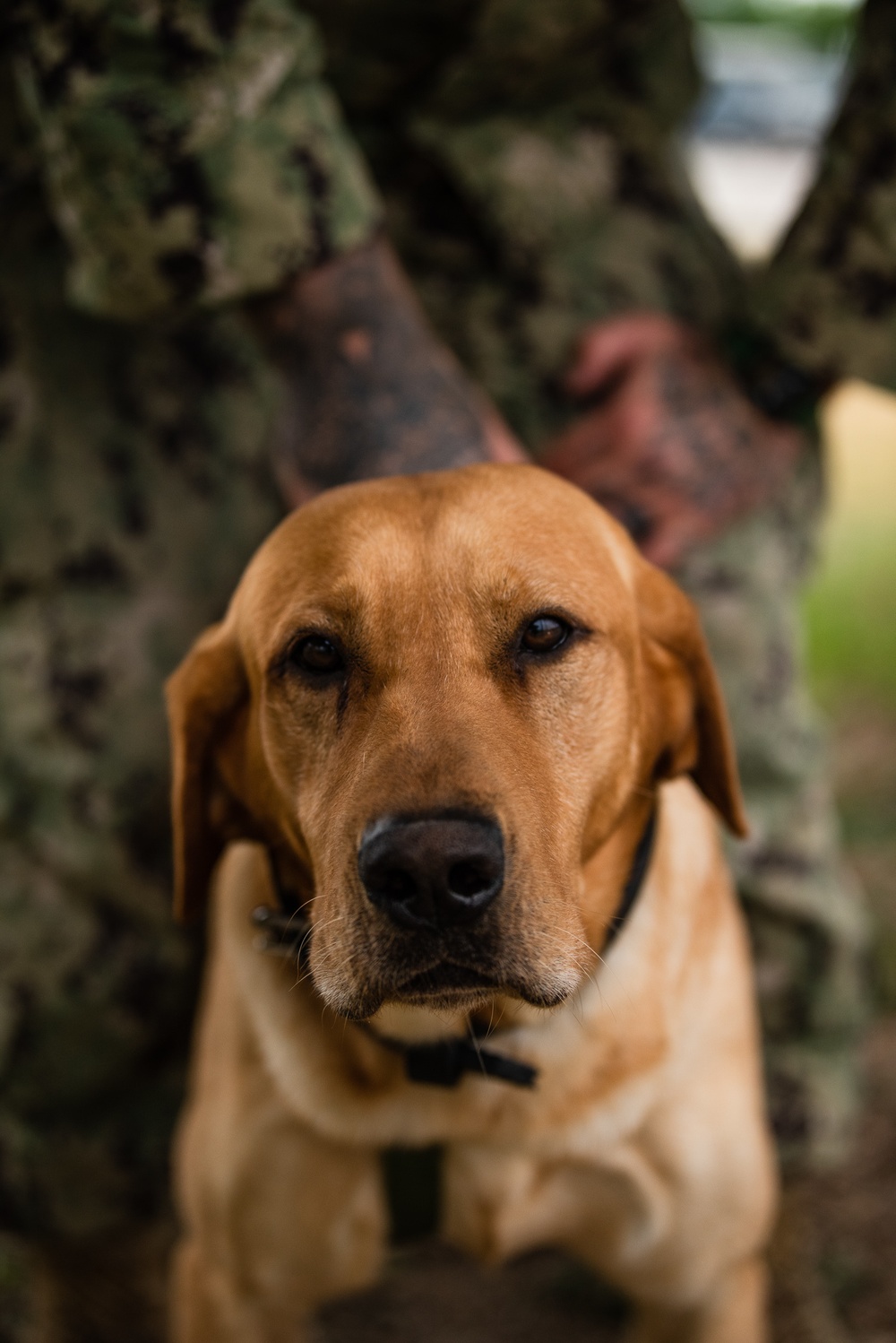 Military Working Dogs with Veteran and Active Handlers