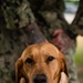 Military Working Dogs with Veteran and Active Handlers