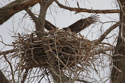 Eagles nest at Camp Ashland
