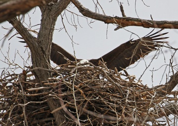 Eagles nest at Camp Ashland