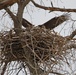 Eagles nest at Camp Ashland