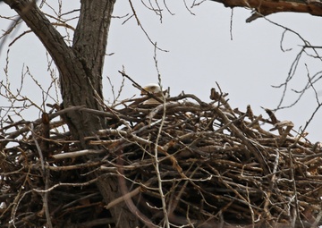 Eagles nest at Camp Ashland