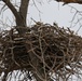 Eagles nest at Camp Ashland