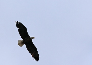 Eagles nest at Camp Ashland
