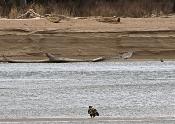 Eagles nest at Camp Ashland
