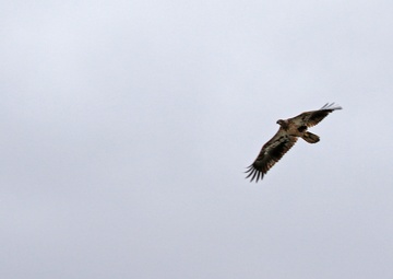 Eagles nest at Camp Ashland