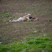 Marines train at Idaho's premier ranges, joint training