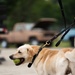Military Working Dogs and Handlers Train