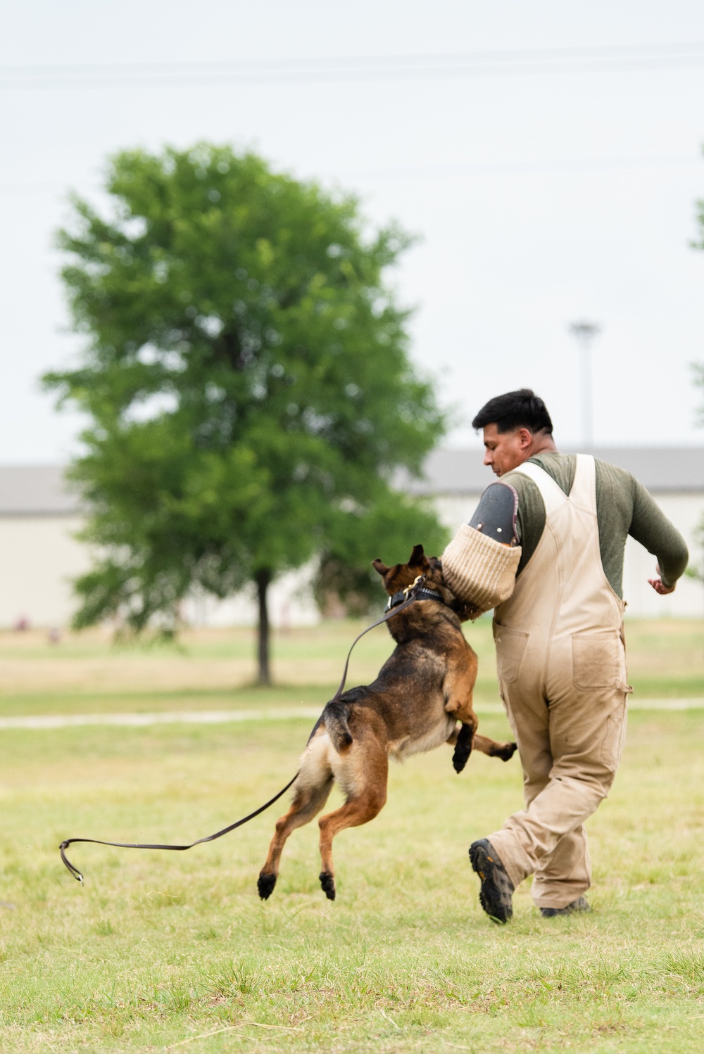 Military Working Dogs and Handlers Train