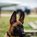 Military Working Dogs and Handlers Train