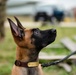 Military Working Dogs and Handlers Train