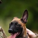 Military Working Dogs and Handlers Train