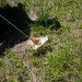 New River Earth Day Spring Cleaning