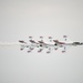 The Great Texas Air Show 2022