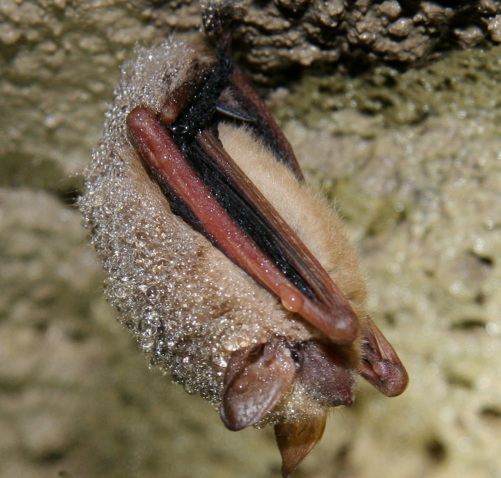 Trees, caves around Arnold AFB home to variety of bat species