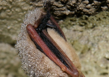 Trees, caves around Arnold AFB home to variety of bat species