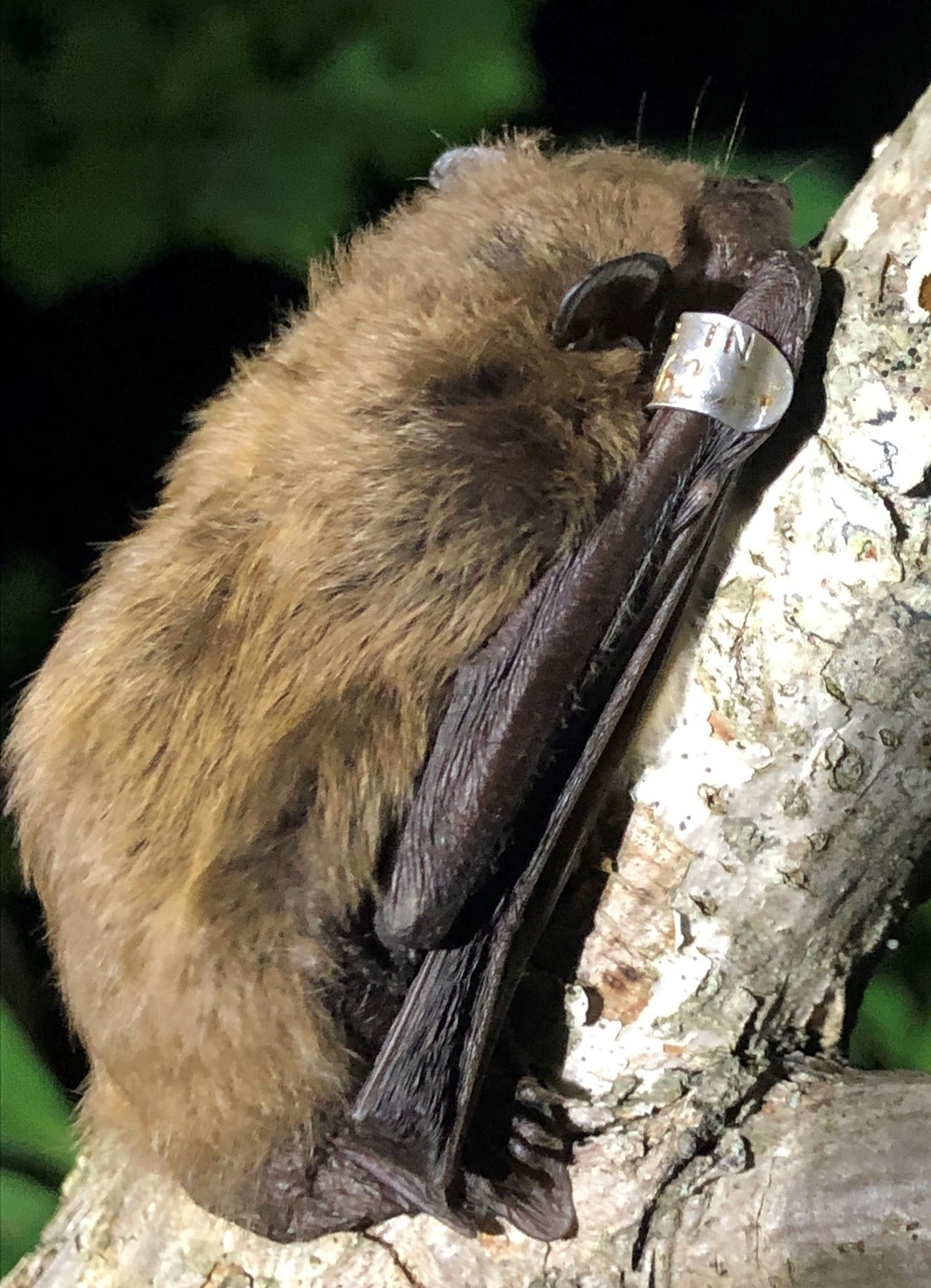 Trees, caves around Arnold AFB home to variety of bat species