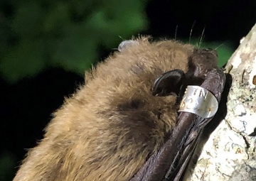 Trees, caves around Arnold AFB home to variety of bat species