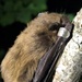 Trees, caves around Arnold AFB home to variety of bat species