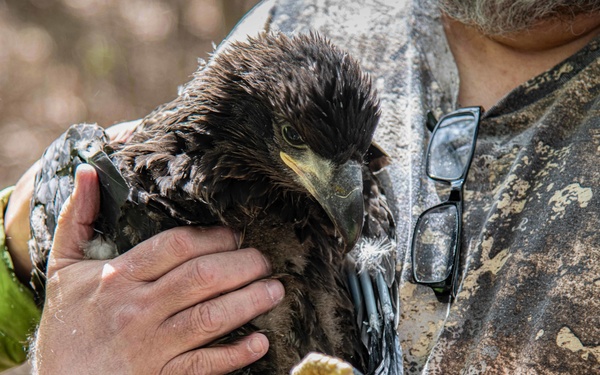 Eagle Banding on Naval Air Station Oceana