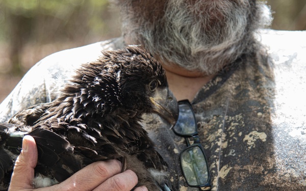 Eagle Banding on Naval Air Station Oceana
