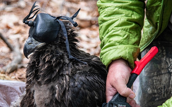 Eagle Banding on Naval Air Station Oceana