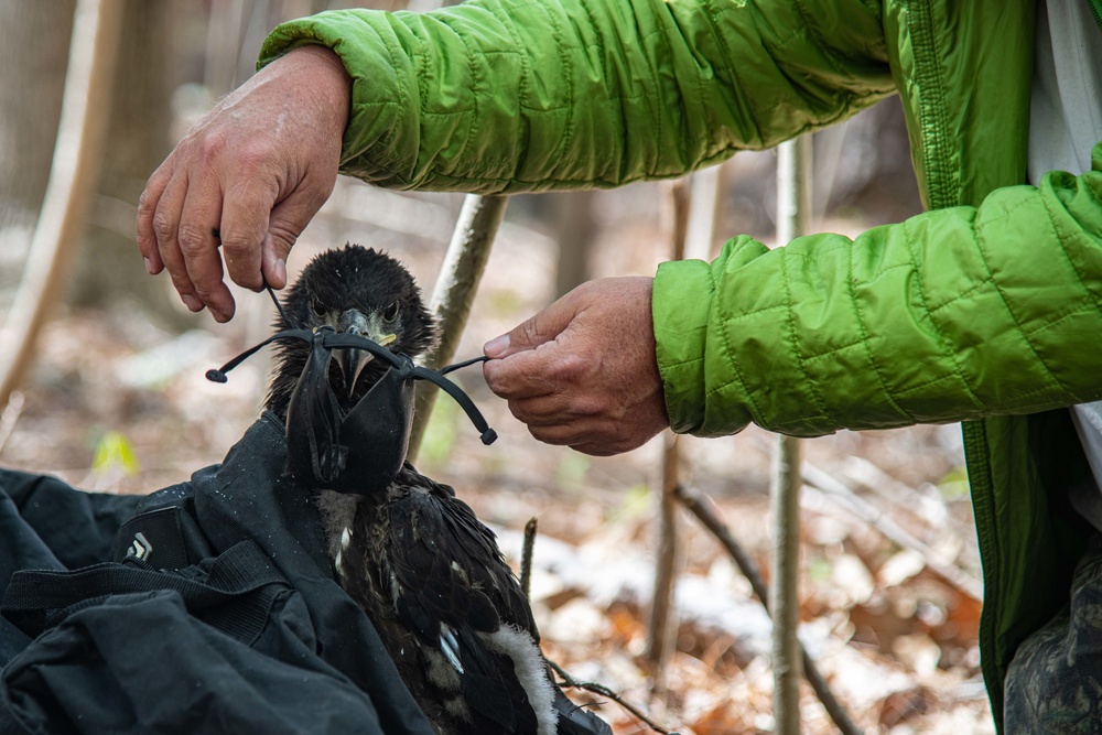 Eagle Banding on Naval Air Station Oceana