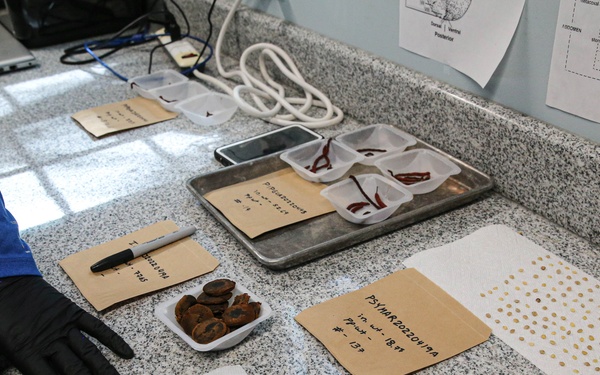 The cycad recovery mission at Marine Corps Base Camp Blaz