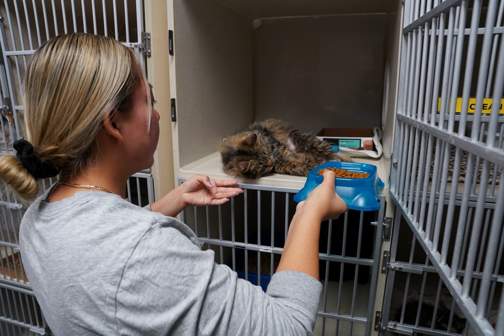 MCAS Yuma Marines volunteer at the Humane Society of Yuma