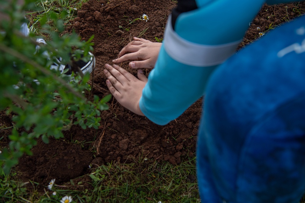 Tree planting: nurture and nature