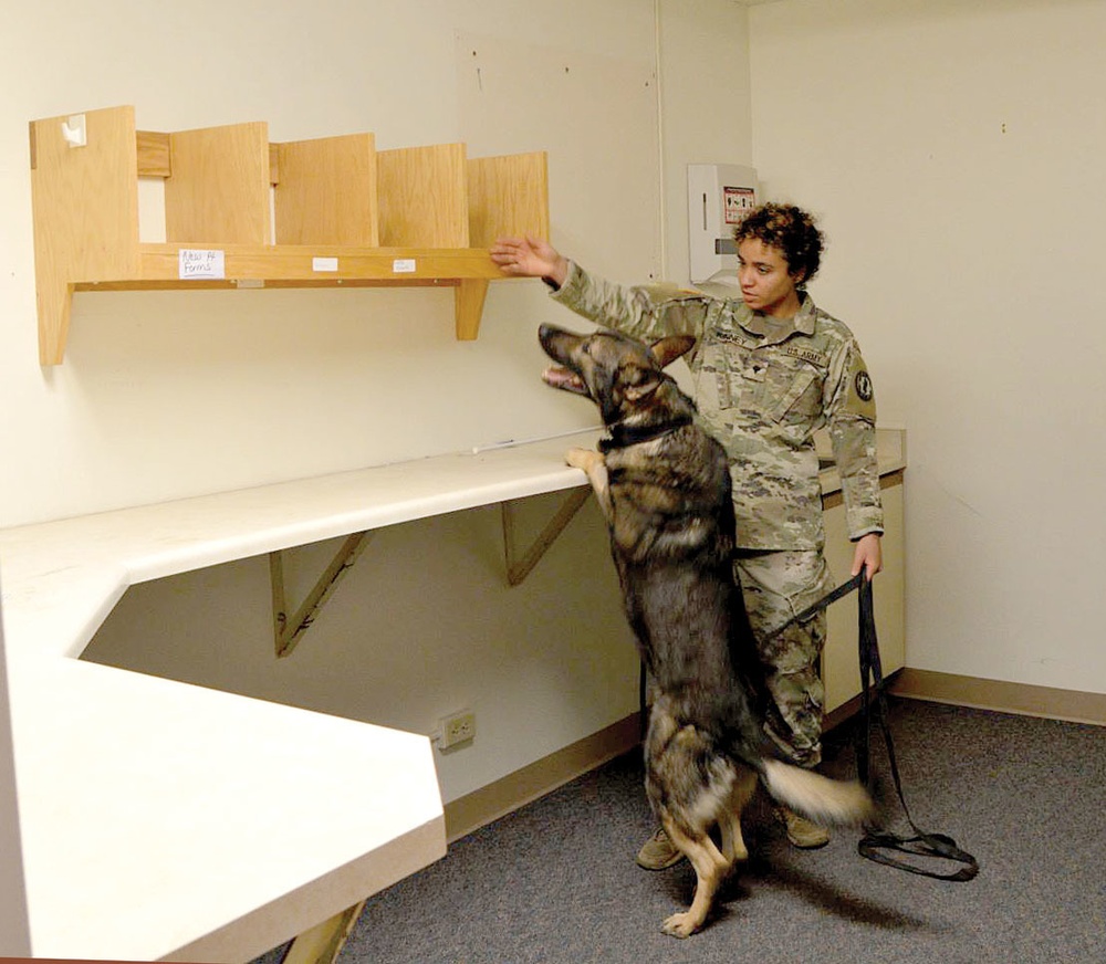 Military working dog: Local police teams collaborate for training