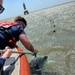 Coast Guard rescues dolphin from illegal fishing net near South Padre Island, Texas