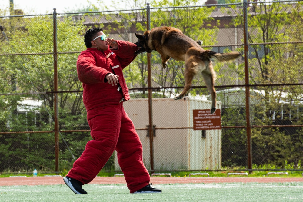 USFK MWD handlers compete for top dog