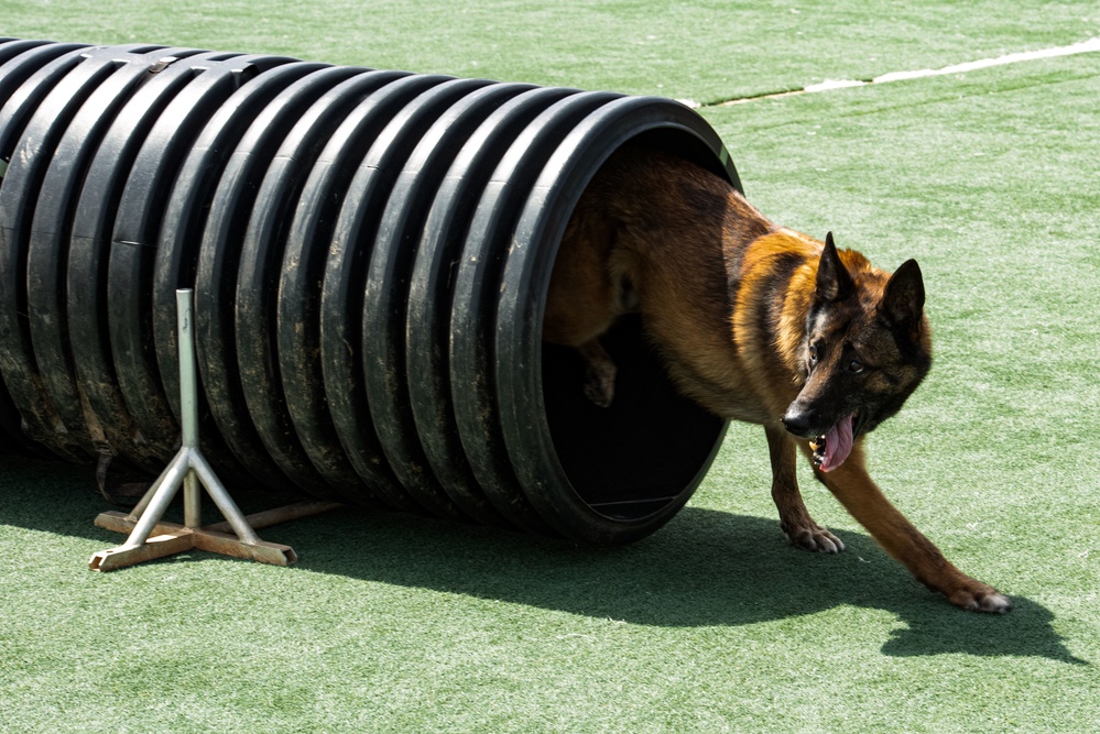 USFK MWD handlers compete for top dog