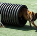 USFK MWD handlers compete for top dog