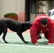 USFK MWD handlers compete for top dog