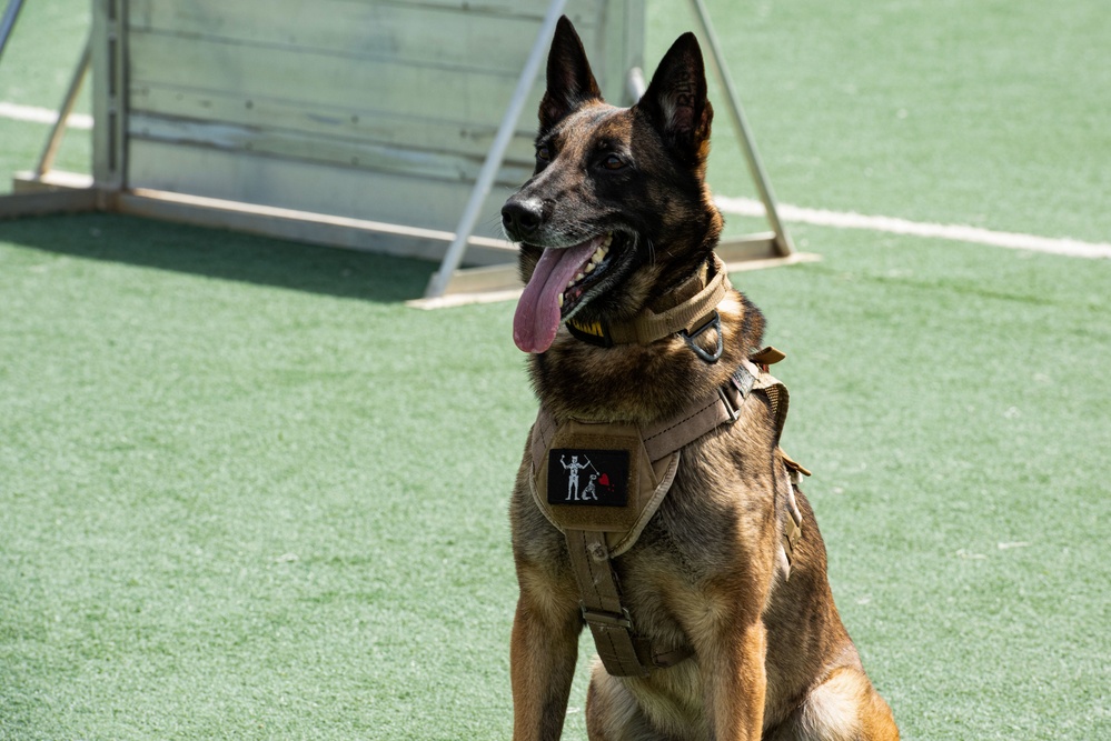 USFK MWD handlers compete for top dog