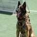 USFK MWD handlers compete for top dog