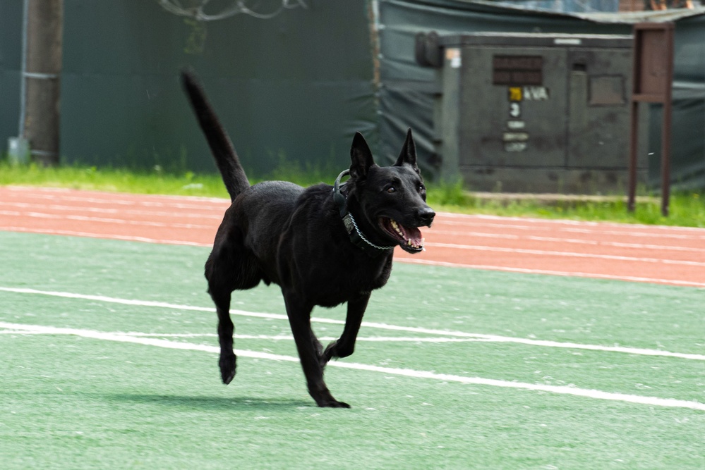 USFK MWD handlers compete for top dog