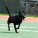 USFK MWD handlers compete for top dog