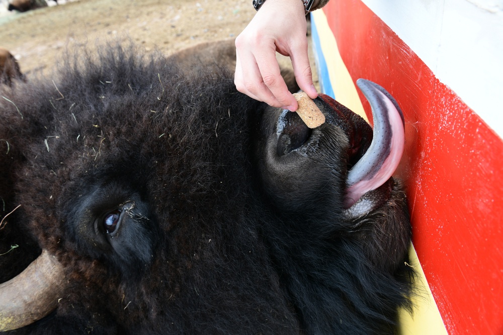 Wyoming Wanderers: Wander over to the bison ranch