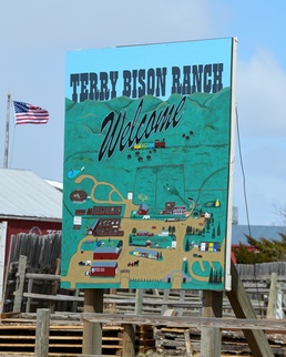 Wyoming Wanderers: Wander over to the bison ranch